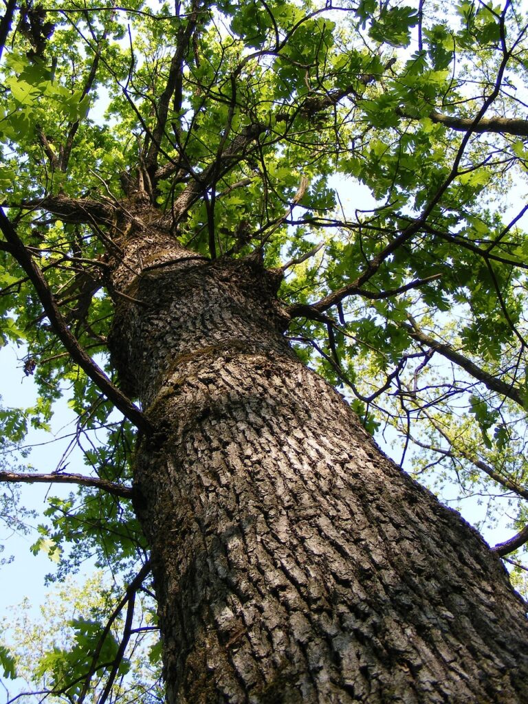 Chêne Majestueux : Vue en Contre-plongée et Feuillage Vert bark, forest, green, oak, tree, trunk, woods, nature