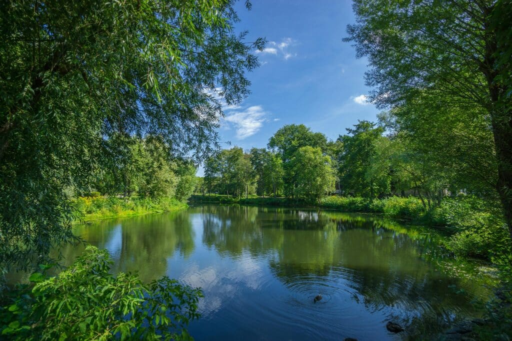 Paysage d'étang paisible entouré d'arbres et nature A tranquil lake scene with reflection of trees under a bright summer sky.