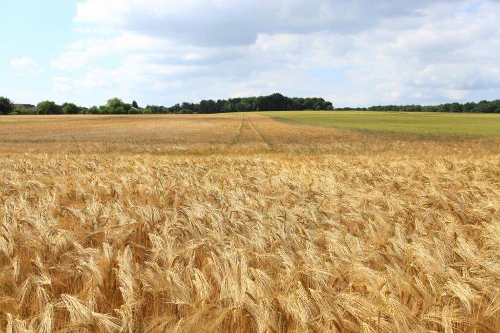 Champ de blé doré : paysage rural sous un ciel d'été A vast golden wheat field stretches under a bright blue sky with fluffy clouds.