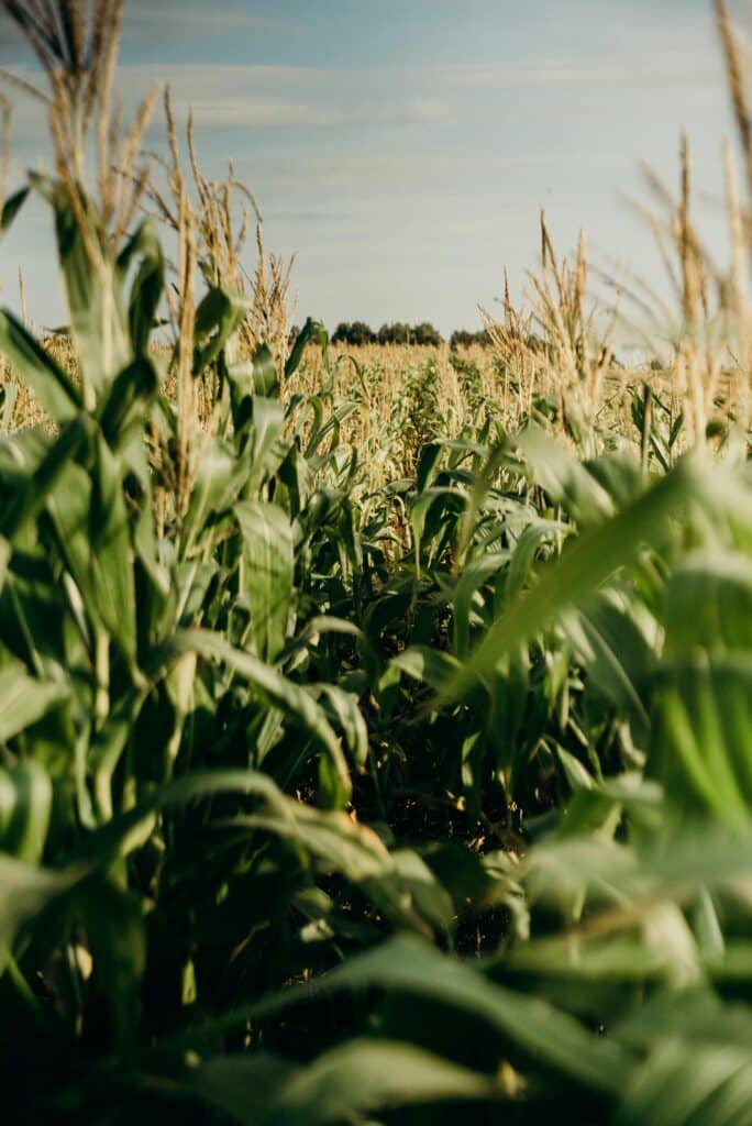 Culture de Maïs : Vue Rapprochée d'un Champ Agricole A vibrant cornfield stretches under a blue summer sky, showcasing healthy growth and lush greenery.