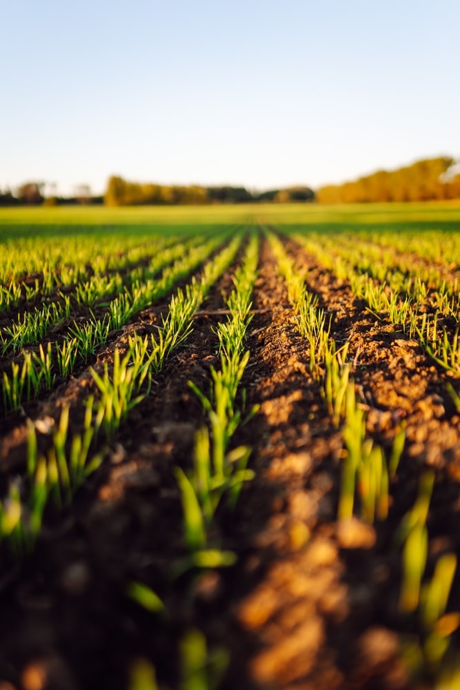 Pousses vertes et rangées : champ fertile en lumière dorée. Jeunes pousses vertes en rangées sur un champ fertile. Le sol foncé est illuminé par la lumière dorée du soir. Lignes de culture vers l'horizon.
