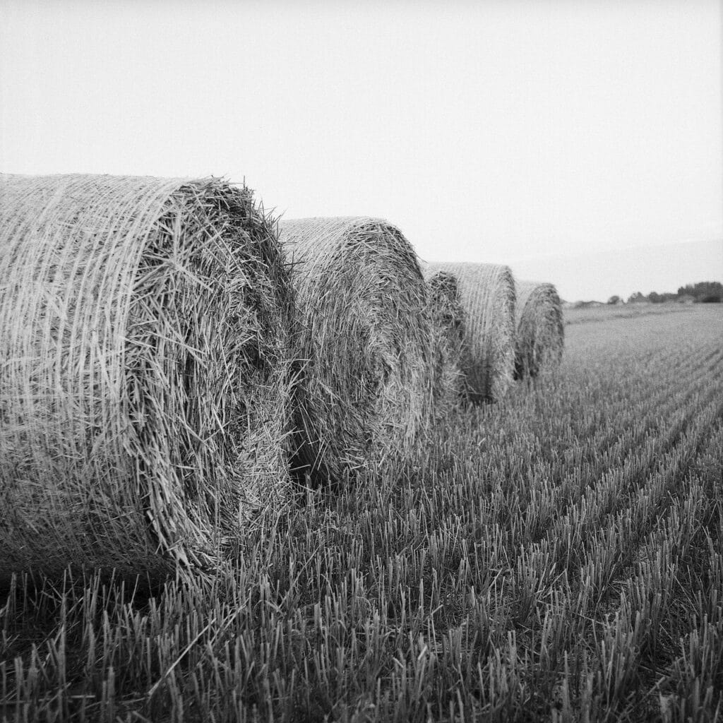 Bottes de foin en noir et blanc : Paysage agricole rural hay, rolls, bale, agriculture, harvest, summer, nature, rural, field, natural, round, countryside, landscape, agricultural, farmland, harvesting, outdoor, meadow, straw, golden, wheat, season, crop, scenic, grain, land, nobody, scenery, grass, farm, grow, food, gray food, gray grass, gray farm, gray field, gray wheat